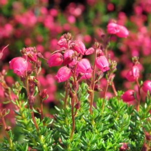 Angelina Irish Heath