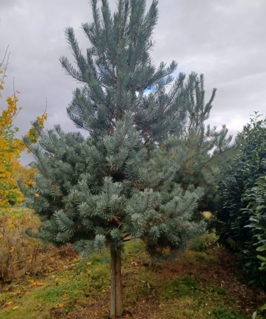 Our Pinus Sylvestris in the Field before lifting 