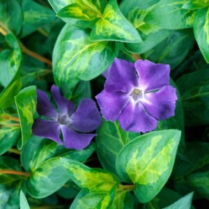 Vinca major maculata