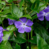 Vinca major maculata