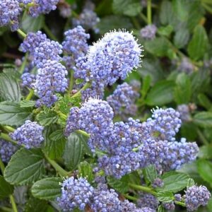 Creeping California Lilac, Ceanothus
