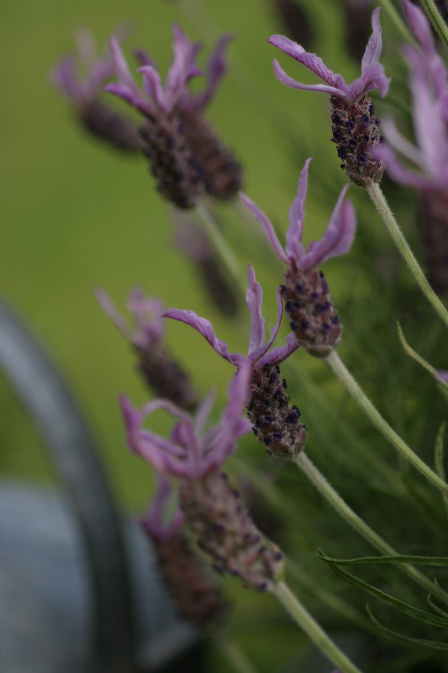 Lavander stoechas pedunculata