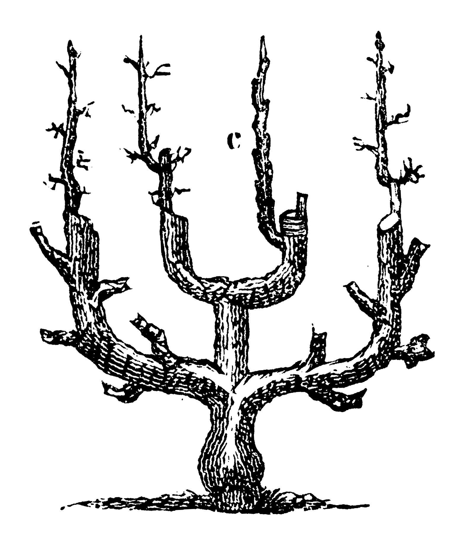 Malus / Prunus Fruit trees Candelabra Shape