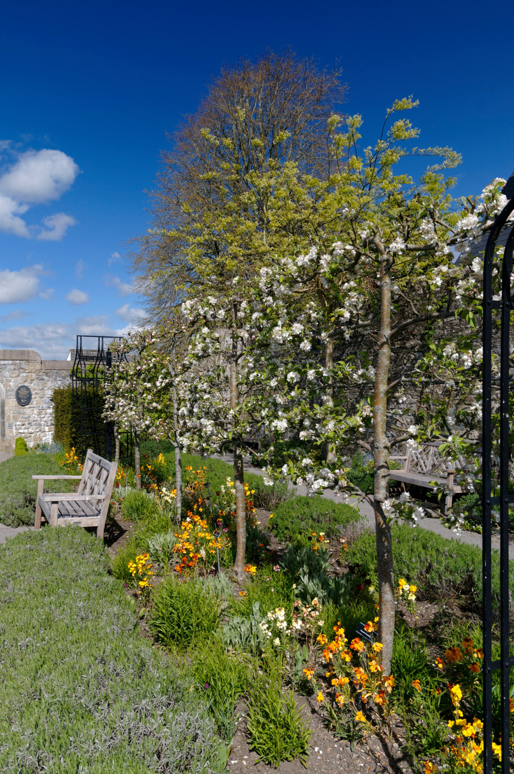 Malus / Pyrus /Prunus Fruit trees Pleached