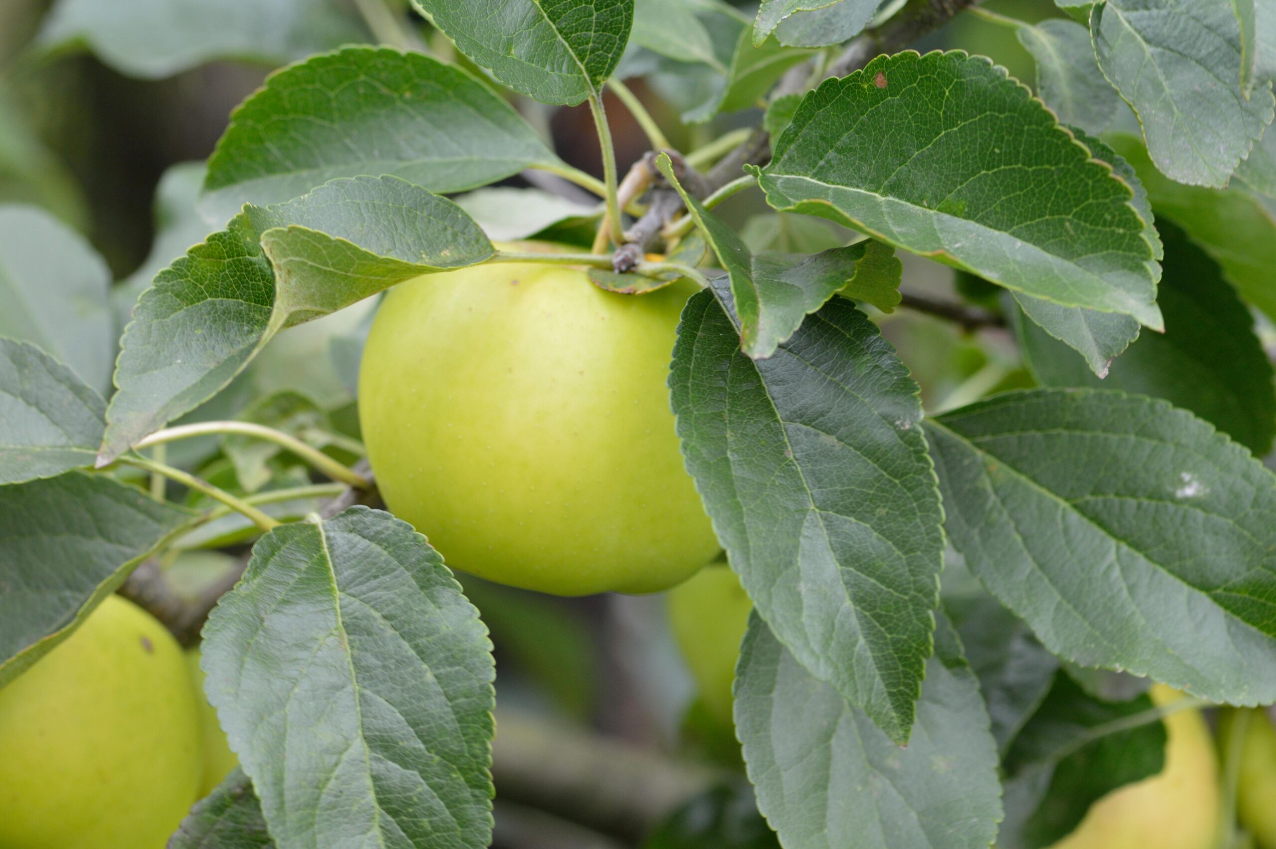 Malus / Prunus Fruit trees Candelabra Shape - Image 4
