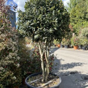 Ilex Nellie Stevens, Multistem Holly Tree