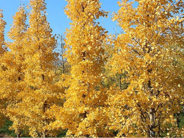 Ginkgo biloba 'André Briant'