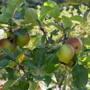 Apple Ellisons Orange