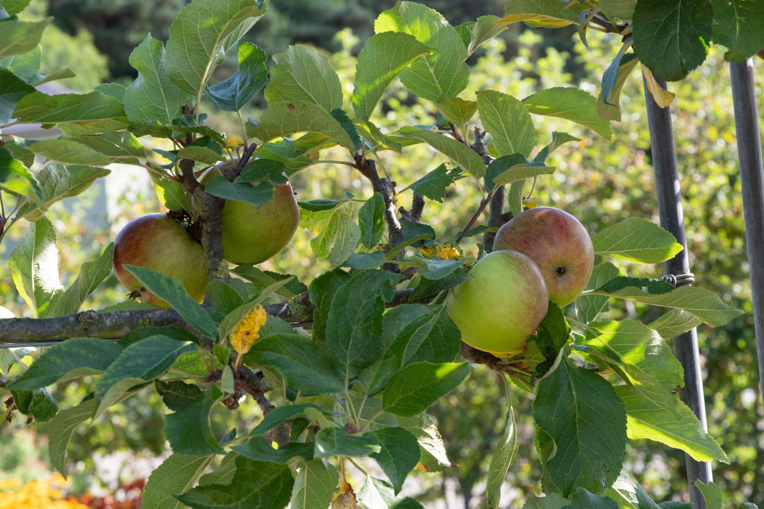 Apple Ellisons Orange