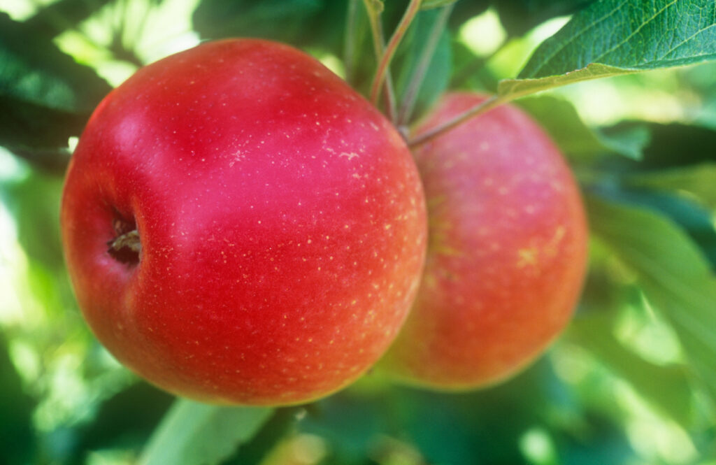 Malus domestica Jonagold