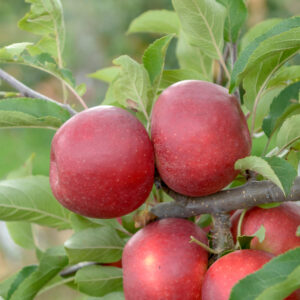 Malus discovery