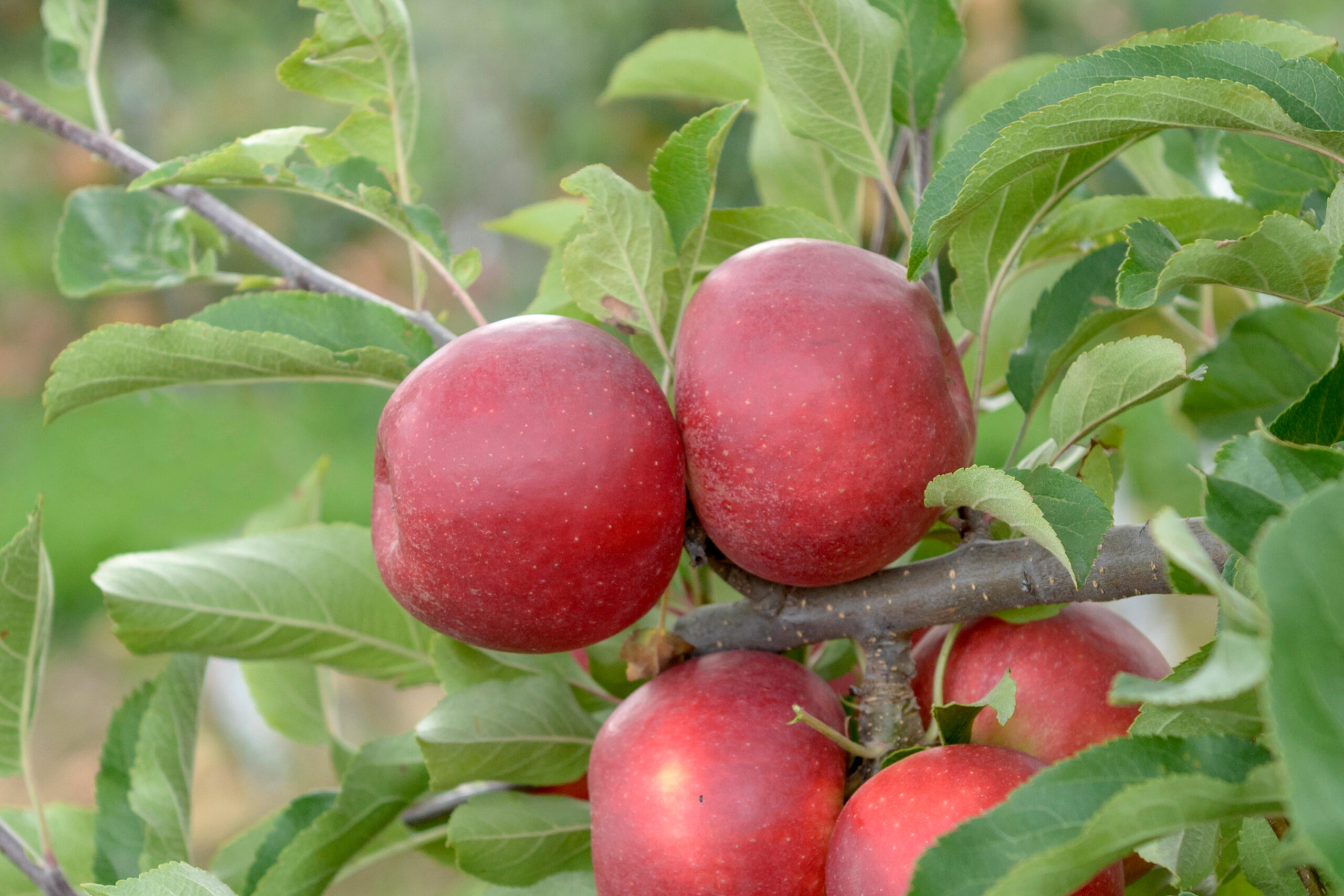 Malus discovery