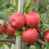Malus braeburn, Braeburn Apples