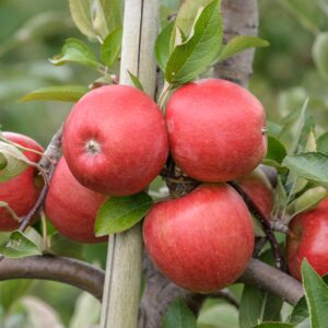 Malus braeburn, Braeburn Apples