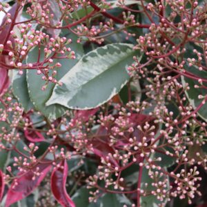 Photinia serr. Louise