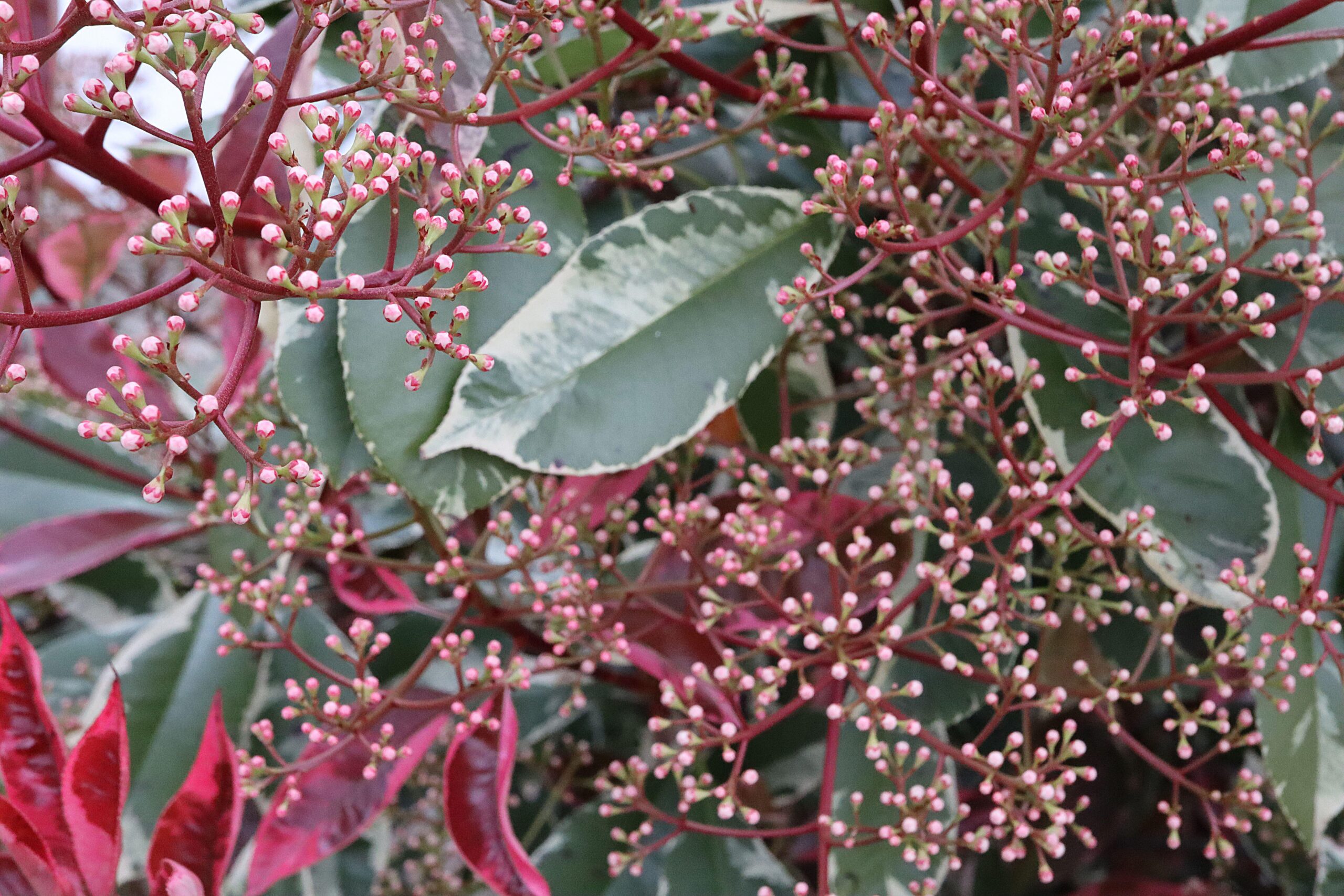 Photinia serr. Louise