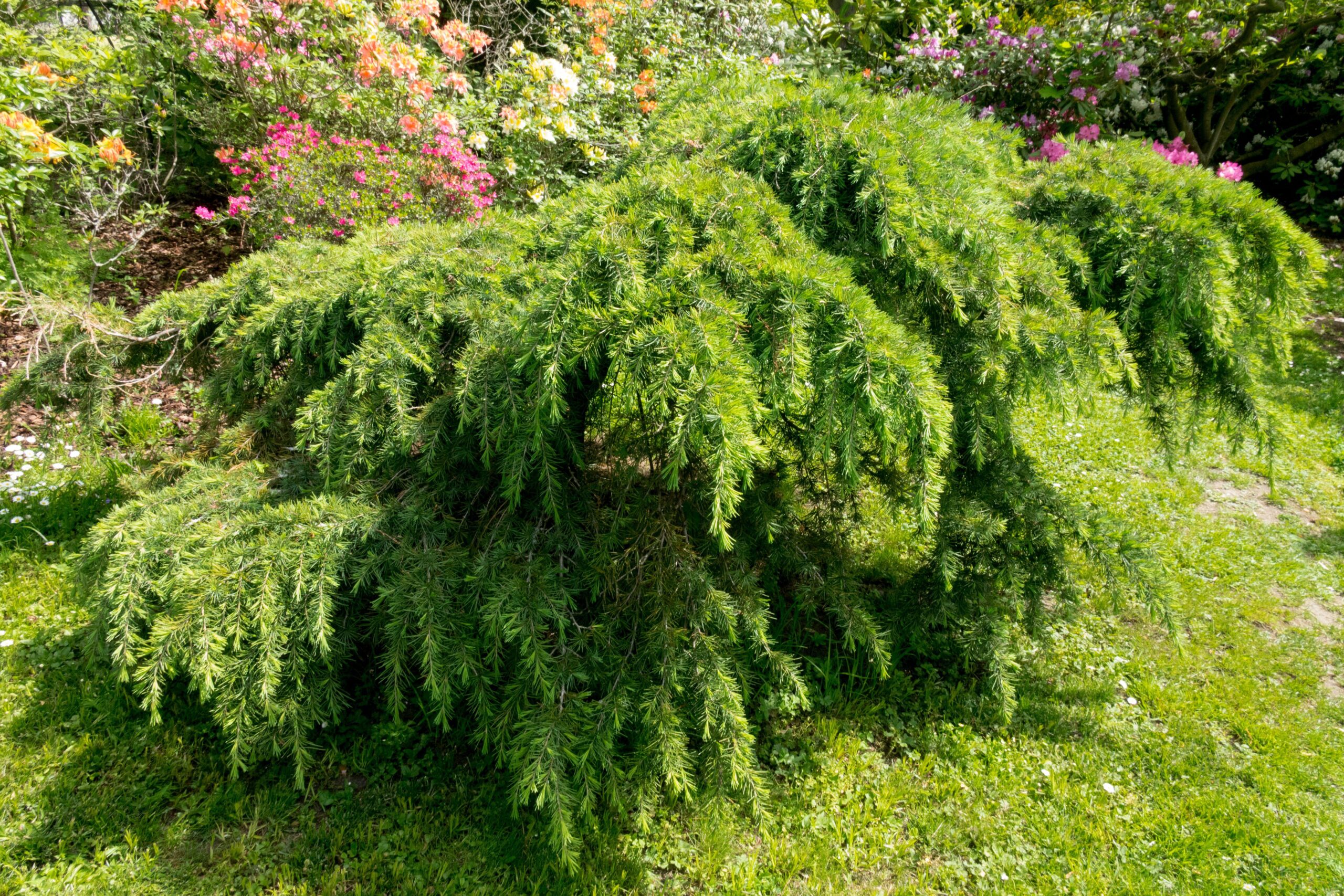 Cedrus ‘Feeling Blue’ (Groundcover Weeping Blue Cedar)