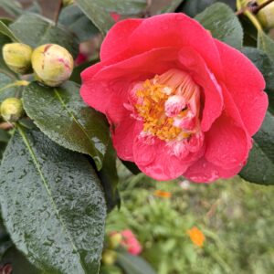 Camellia Japonica 'Dr King' Red flowering Camellia