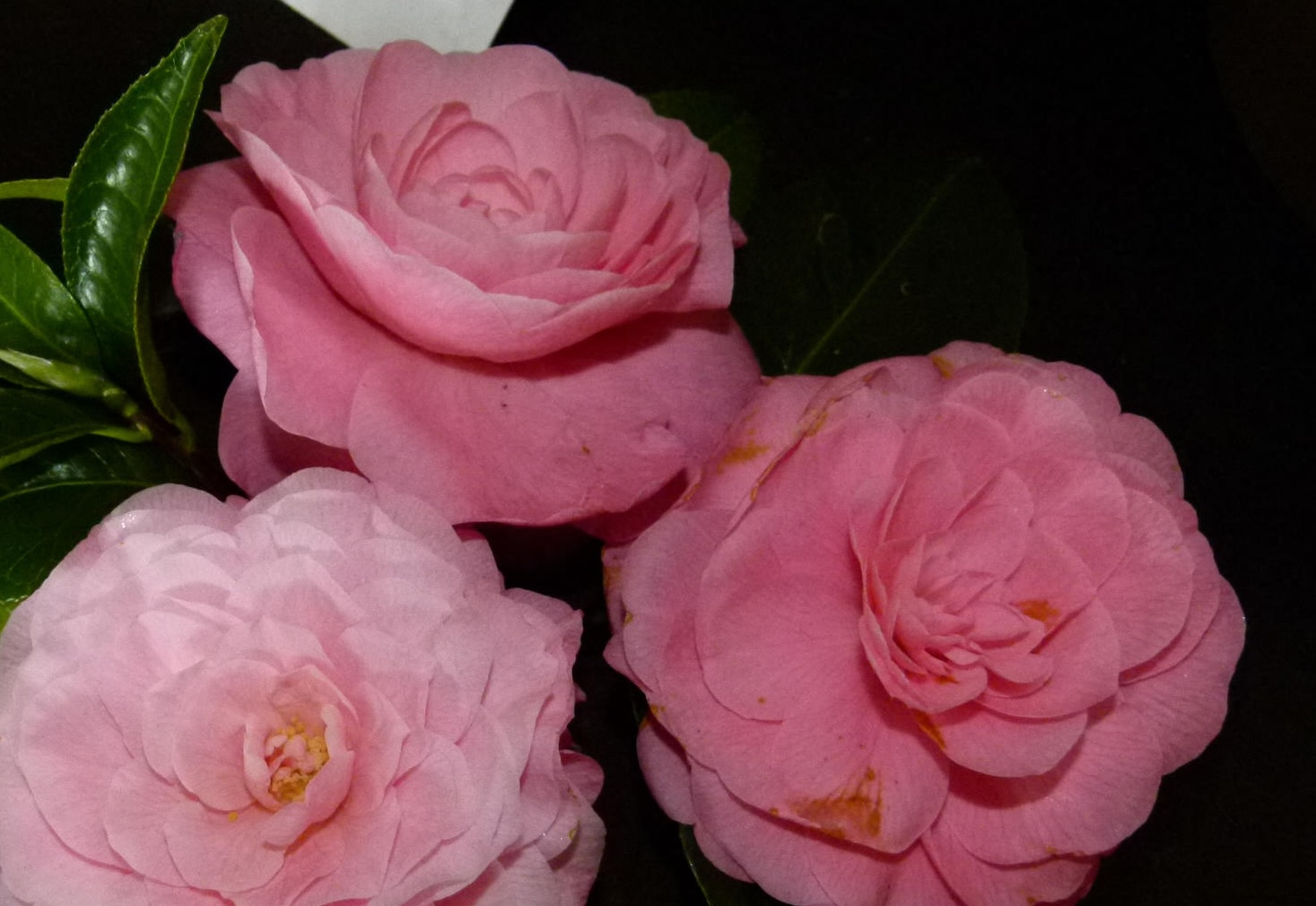 Camellia Nuccios cameo