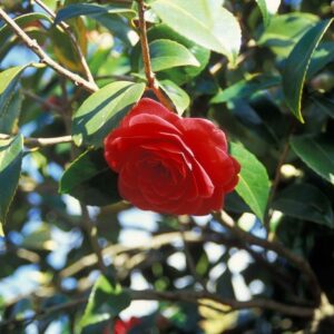 Camellia japonica roja, Red flowering Camellia
