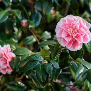 Camellia japonica orandaku