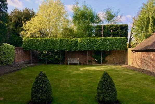 pleached tree spacing