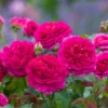 David Austin Rose ‘Gabriel Oak’ (English Shrub Rose) - 5L pot