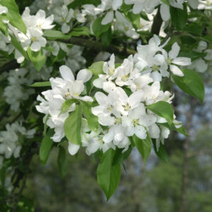 John Downie crab apple tree