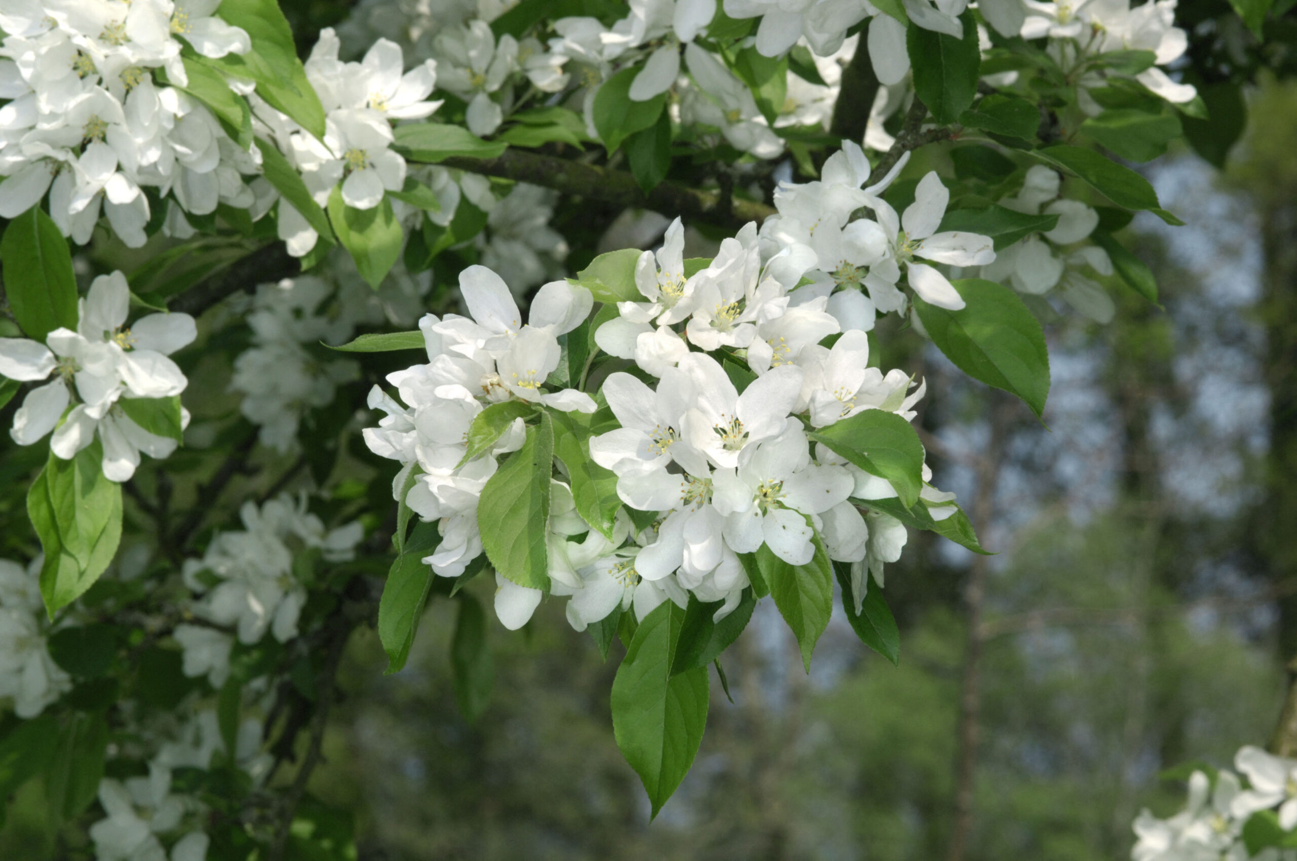 John Downie crab apple tree
