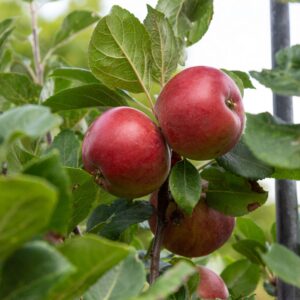 Red Devil Apple, Malus domestica 'Red Devil'