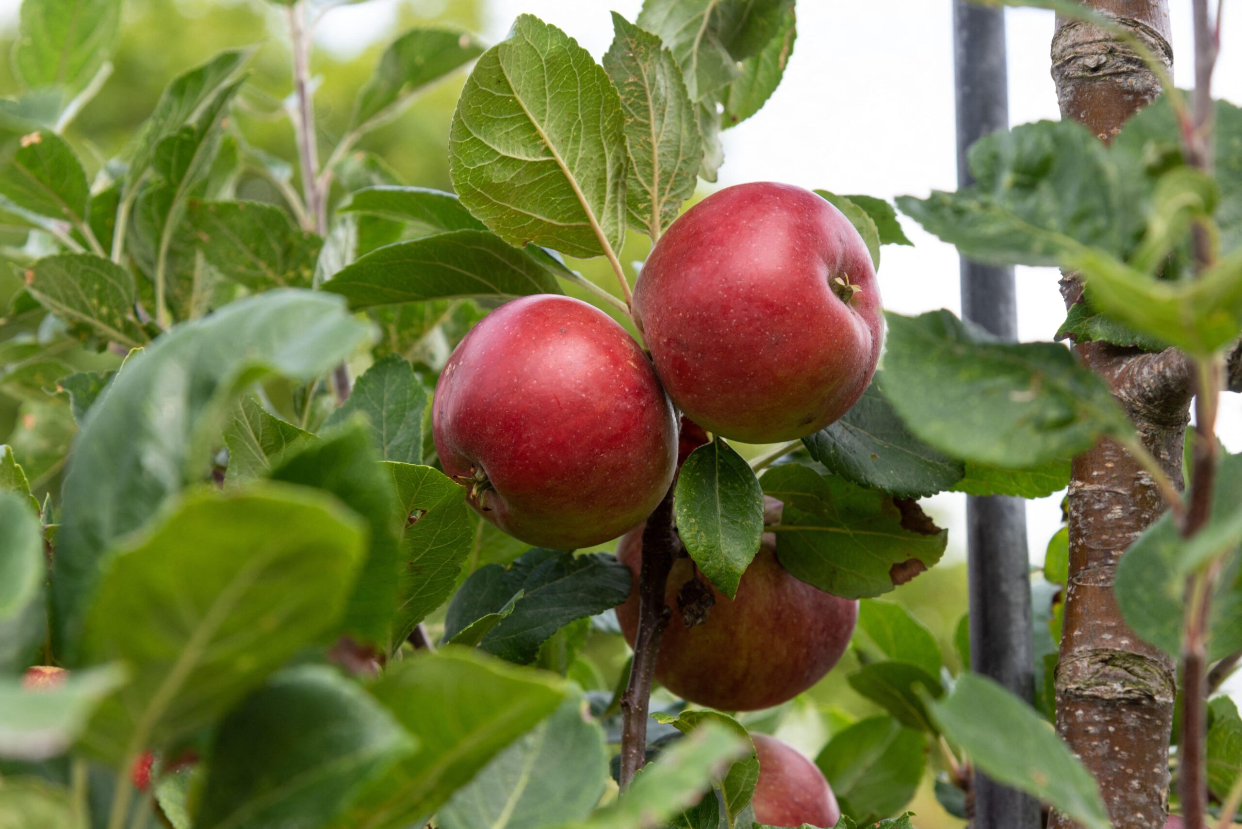 Red Devil Apple, Malus domestica 'Red Devil'