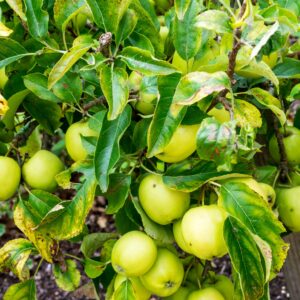 Suntan Apple tree, Green apples