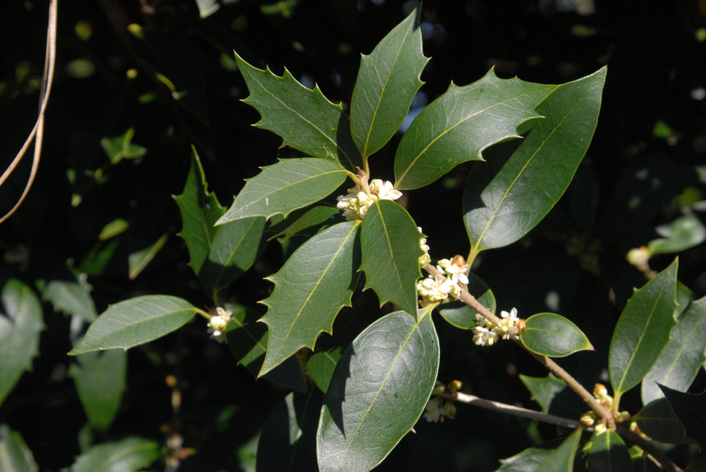 Osmanthus Heterophyllus Parachute Form - Image 3