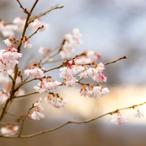 Pruus Autumnalis, Winter flowering Cherry