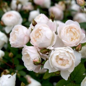 Rosa Desdemon - David Austin Rose in flower