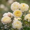 David Austin Rose ‘Imogen’ (English Shrub Rose) - 5L pot