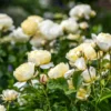 David Austin Rose ‘Vanessa Bell’ (English Shrub Rose) - 5L pot