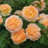 David Austin Rose ‘Lady Gardener’ (English Shrub Rose) - 5L pot