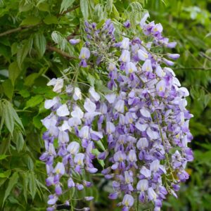 Wisteria Formosa Issai. clusters of pea-like, violet-blue flowers, each with white and yellow markings