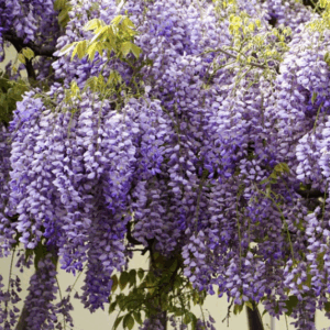 Wisteria brachybotrys-Golden-King