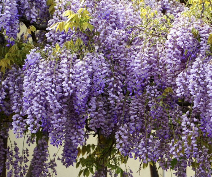 Wisteria brachybotrys-Golden-King