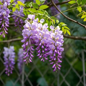 Wisteria 'Lawrence' in tree form