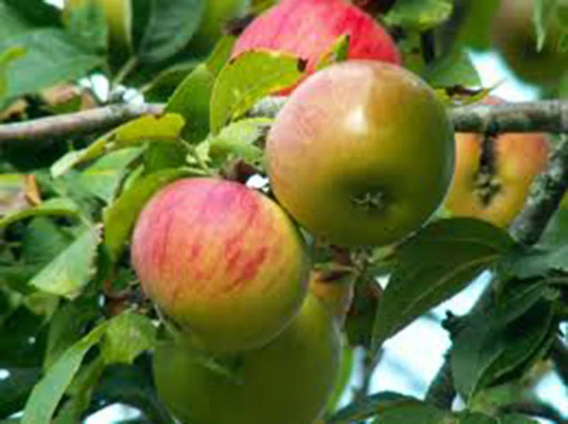 Sunrise apple, Malus Sunrise