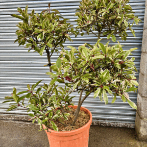 photinia Louise pom pom, specimen
