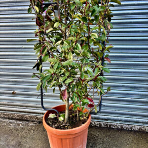 photinia louise espalier, instant hedge