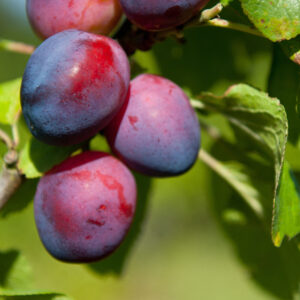 Prunus Czar in fruit