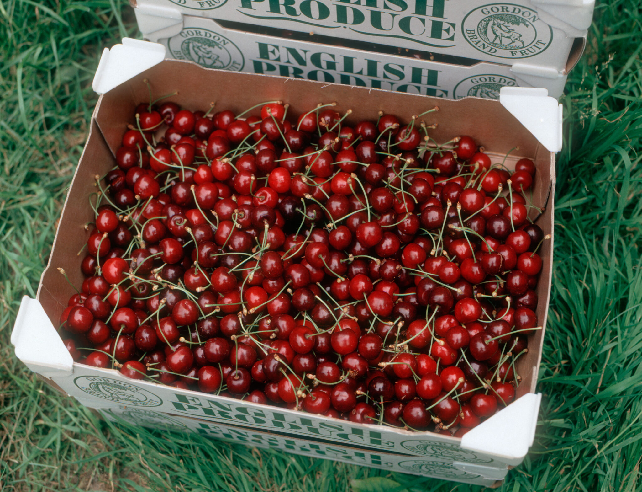 Prunus avium ‘early rivers’ – Caragh Nurseries