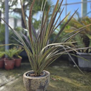 Cordyline banksii 'electric star'