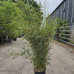 Fargesia robusta 'Campbell', Non invasive bamboo