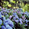 Hydrangea macrophylla Mophead in 4 colours - Blue